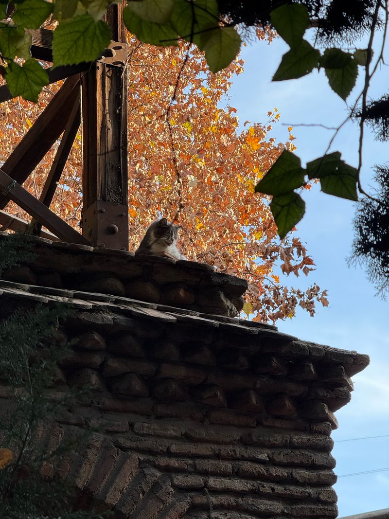 Tbilisi Autumn Tree