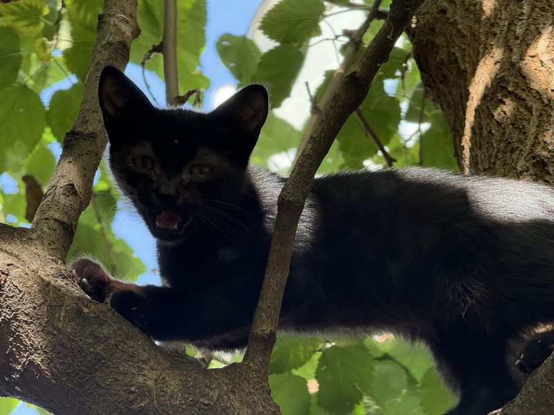 Tbilisi Black Cat